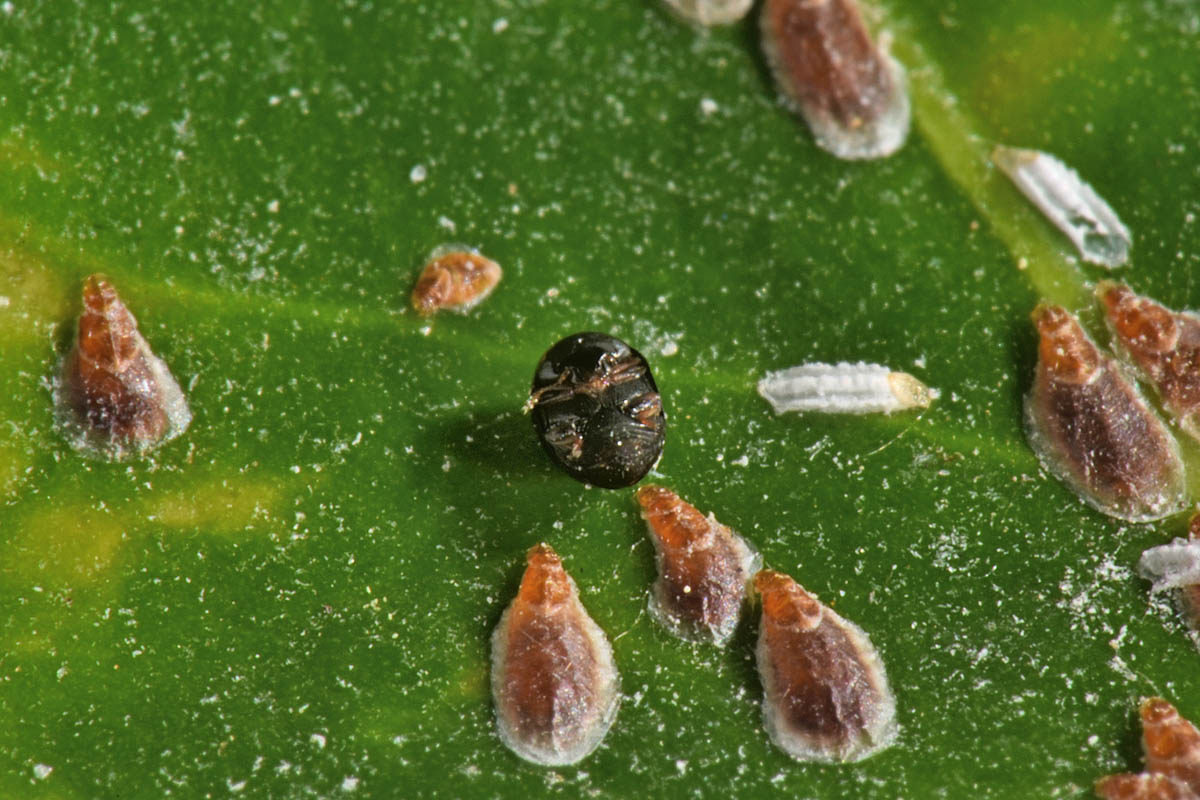 Leiodidae? o Phalacridae?  No, Cybocephalus sp. (Cybocephalidae)